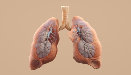 Thorax Anatomy: organs, arteries, veins and nerves